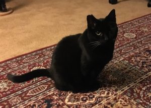 A black cat sitting on a patterned carpet.