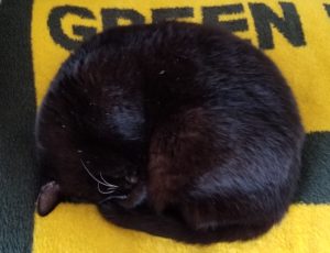 A black cat curled up on a yellow and green blanket.