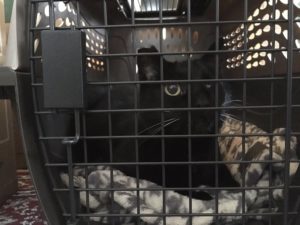 A one eyed black cat in a carrier, looking upwards in despair about her current predicament.