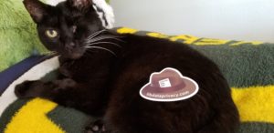 A brown hat sticker placed on top of a black cat looking at the camera.