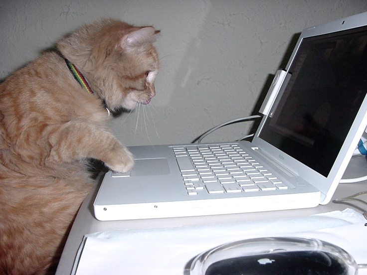 An orange cat looking at a laptop screen and pawing a mouse tracking pad.