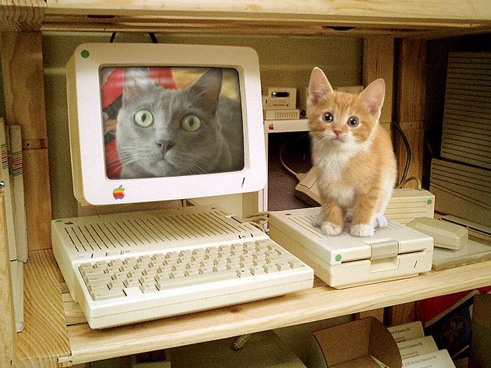 A small orange and white kitten sits on an Apple floppy drive, while a picture of a gray cat is displayed on an Apple monitor.