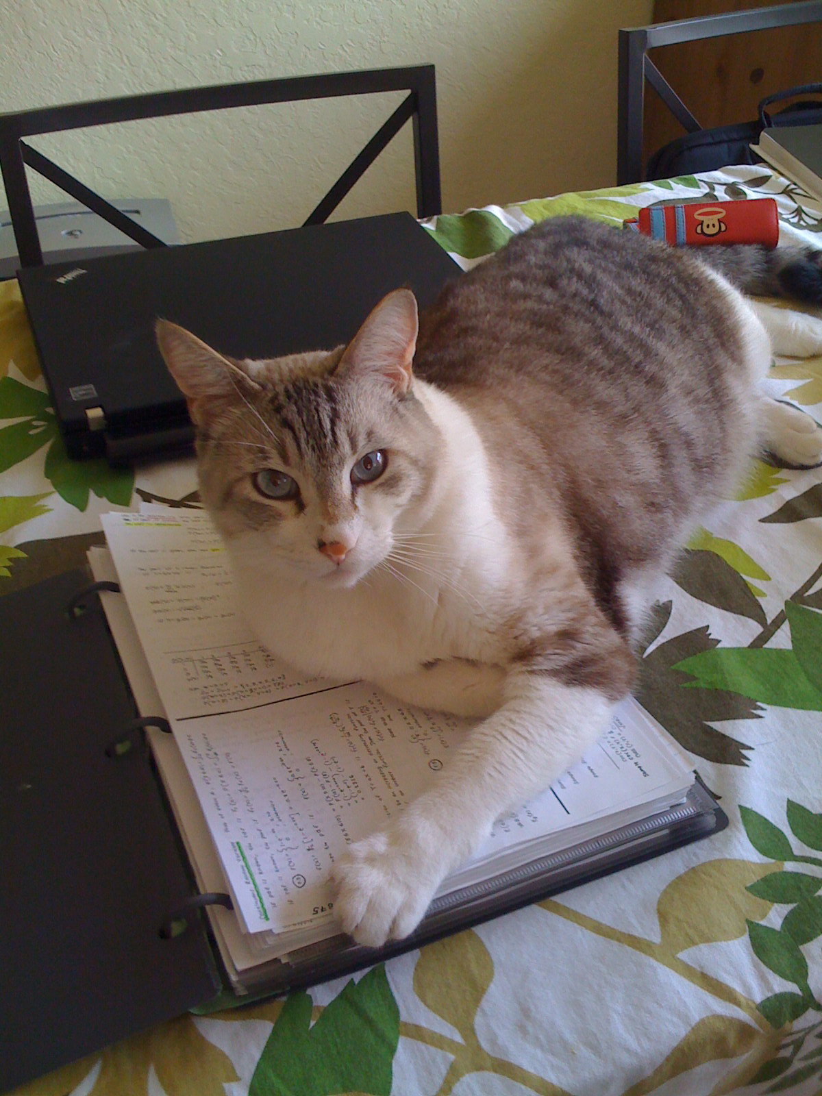 A grey and white tabby cat laying down on top of a binder of handwritten notes sitting on a table.