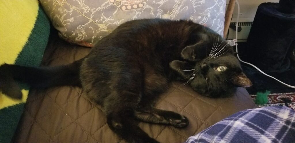 A one-eyed black cat curled up on the seat of a couch, looking up with her front paws curled under her head.