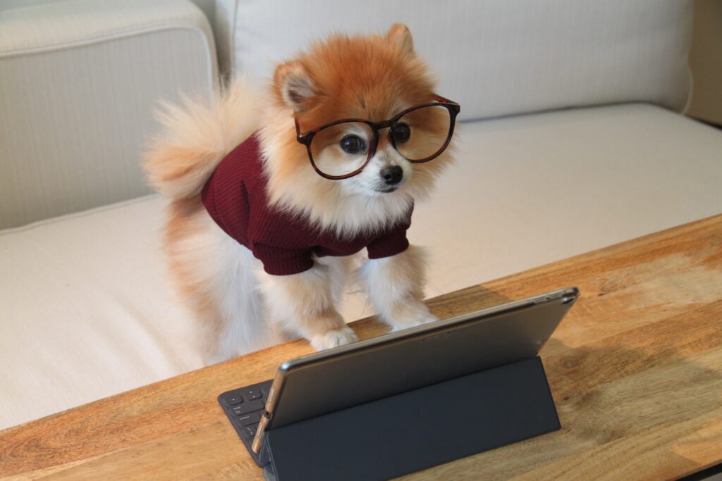 A brown and white Pomeranian, wearing a red sweater and brown eyeglass frames, stands in front of an iPad sitting on a wooden tabletop.