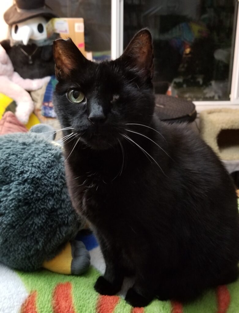 A one-eyed black cat sits on a fleece blanket covering a couch arm. The cat is looking up toward the person taking the picture.